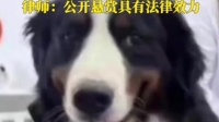 一公司“悬赏60万上海寻狗”，负责人称“赏金一定兑现”：狗本身价值很高