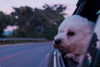 “携宠出游”出圈！融科银行：3100亿宠物经济浪潮改写文旅新蓝海