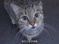 宠物猫萌宠集中营宠物卖萌中心萌宠的日常# @微博iPhone客户端 曝光