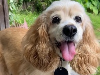 最适合家养的宠物狗 狗狗都有自己独特的魅力