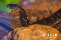 世界蛇日 一起了解福州“冷血杀手”