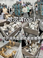 哈尔滨买宠物猫狗哪里便宜？这里专业安全可亲自挑选宠物