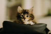 五大平价优质国产猫粮2026榜单：粗蛋白含量与核心成分全解读