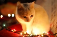 不同阶段猫粮怎么选？2026年2月高品质猫粮产品测评推荐