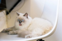 猫粮营养标准：2026年2月10款高适口性国产猫粮推荐