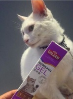 猫咪孕期营养攻略