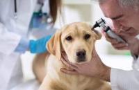 宠物医生推荐：治狗狗耳螨良药