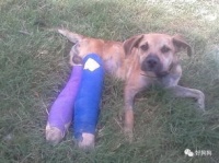 狗狗生完小狗后为什么会瘫痪呢？