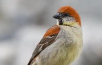 麻雀有哪些特点