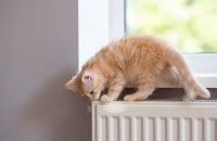 养猫必看｜2026国产猫粮测评：从生产工艺选高性价比好粮 黄冈新闻网