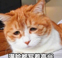 老年猫挑食怎么办？