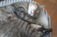 猫睡床的 10 大忌！90% 主人都在犯，第 3 个可能危及猫咪生命