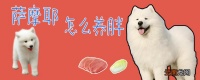 萨摩耶怎么养胖