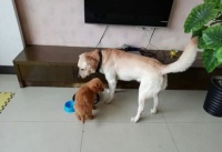 喂宠物狗的鸡胸肉怎么煮