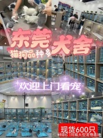 东莞买宠物猫狗哪里便宜？这里专业安全可亲自挑选宠物