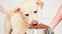 宠物狗粮怎么配比较好的