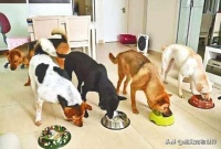 狗粮伴饭宠物健康从饮食开始（宠物饮食搭配指南）