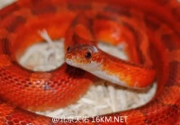 【玉米蛇】的正确饲养方法与基本饲养常识