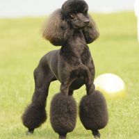 中型宠物狗的品种有那些