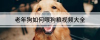 老年狗如何喂狗粮视频大全