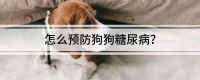 怎么预防狗狗糖尿病？