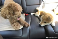 侯明昊的宠物狗Monkey是如何陪伴他工作的？