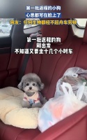 坐十几个小时长途，春运返程小狗累到眼神涣散，网友：累死狗