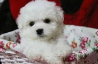 可爱宠物狗礼物怎么做的