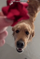 主人零成本送大金毛的圣诞礼物，没想到狗子超爱：送到心坎上了！