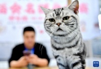 “它经济”升温　“携宠团聚”成过年新选择