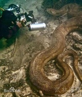 动物世界：盘点世界最大的十种蟒蛇，你认同吗？