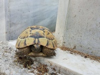 震撼！乌龟寿命竟能超200岁？揭秘藏在龟壳里的“长生密码”