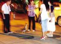 女子闹市遛鸭吸引路人围观