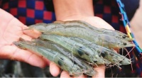 秋季鱼虾如何养 以下几点很重要