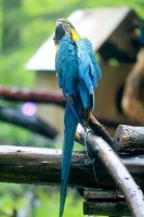 【Zoowalk】鸟儿的花花世界