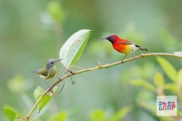 飞翔的精灵·鸟类摄影作品欣赏系列：（一）蓝喉太阳鸟