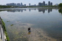 金海湖“天外来客”再添新伙伴，拍鸟达人：还有比这更稀奇的