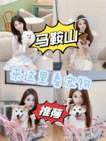 马鞍山哪里正规犬舍猫舍基地?包你安心能当面挑选自己心仪的宠物