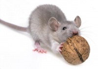 老鼠最喜欢吃的诱饵都有哪些？用什么诱饵捕捉老鼠效果好?