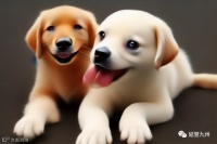 养宠物狗的毛发护理与训练.