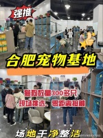 合肥买英短蓝猫去哪里买比较好？合肥这里是选购英短蓝猫的更好去处