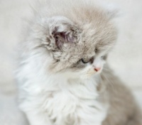 2025宠物空气净化器智商税大揭秘！4个内行不会告诉你的选购内幕！