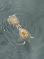 乌龟子搓脸大揭秘：是可爱还是养生？解锁你的日常新姿势