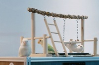 羽毛抚平伤痕：“疗愈鸟”为心灵打开一扇窗