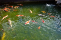 自制鱼食教程：营养健康又省钱，你的爱鱼值得拥有！