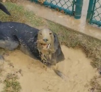 去宠物店给狗洗澡要带什么东西（宠物洗澡必备用品清单）