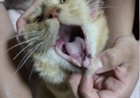 “猫咪口炎拔牙费用，宠物主人必看！”