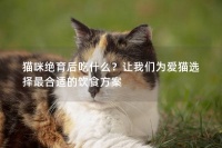 猫咪绝育后吃什么？让我们为爱猫选择最合适的饮食方案
