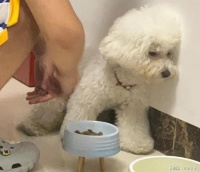 烘焙狗粮买什么牌子好？38节最推荐这几款，品质可靠有保障！