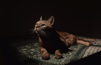 分阶段猫咪喂养指南：2026年2月九大科学配方猫粮成分实测